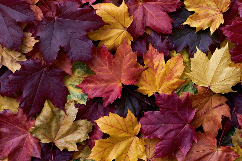 Fallen maple leaves arranged in a flat lay covering the ground in autumn colors