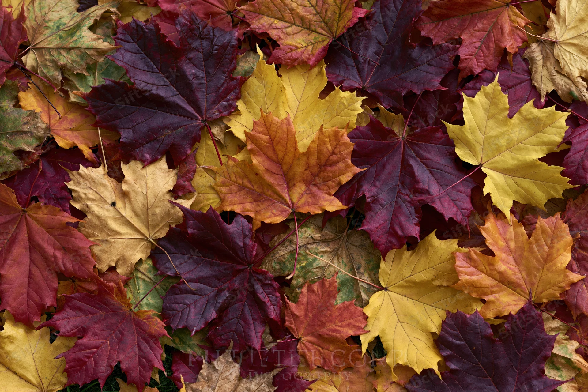 Fallen maple leaves covering ground in autumn flat lay arrangement