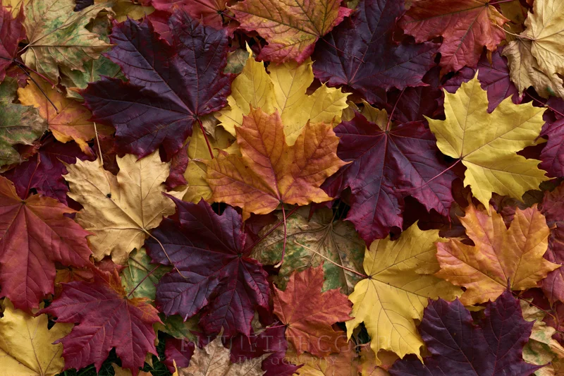 Fallen maple leaves covering ground in autumn flat lay arrangement
