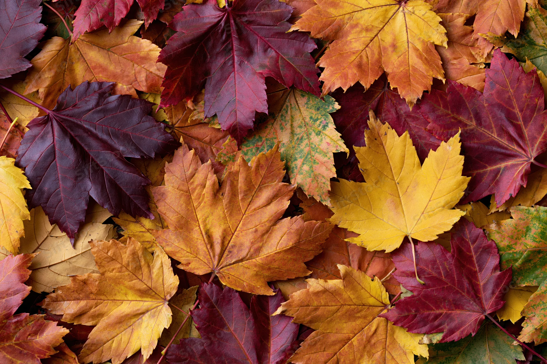 Fallen maple leaves arranged in a flat lay covering the ground in autumn colors