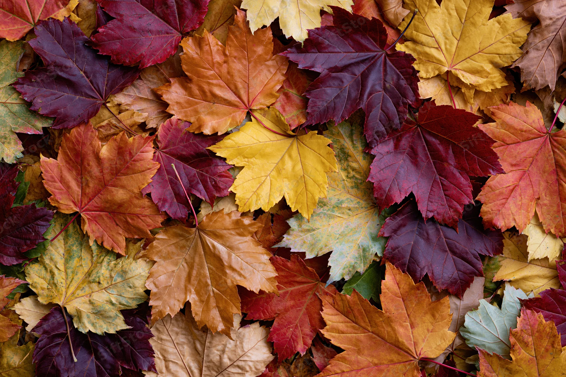 Fallen maple leaves arranged in a flat lay covering the ground in autumn colors