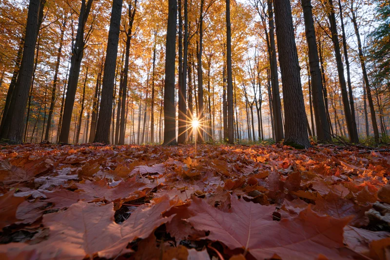 Forest floor covered in fallen maple leaves during autumn with sunlight filtering through trees