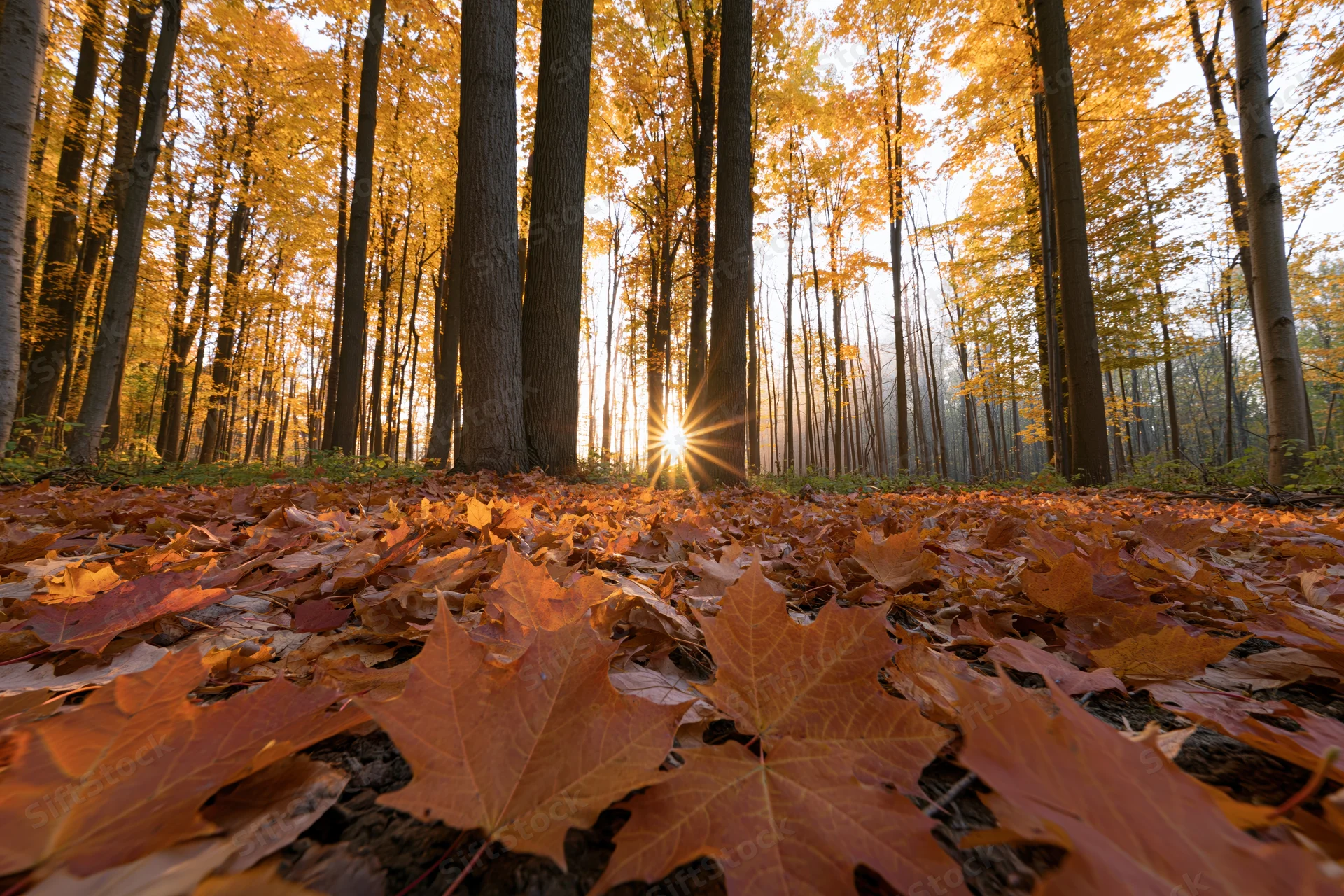 Forest floor covered in fallen maple leaves during autumn with sunlight filtering through trees