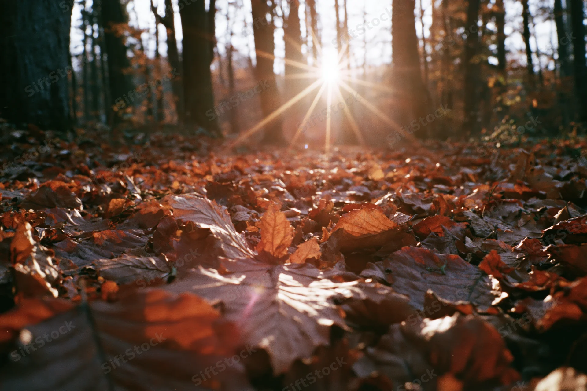 Forest floor covered in fallen autumn leaves with sunlight filtering through trees from low angle