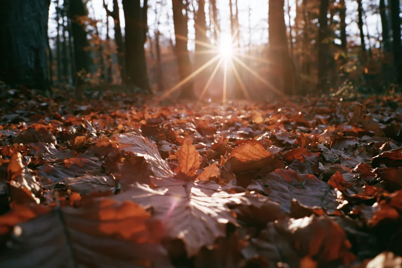 Forest floor covered in fallen autumn leaves with sunlight filtering through trees from low angle