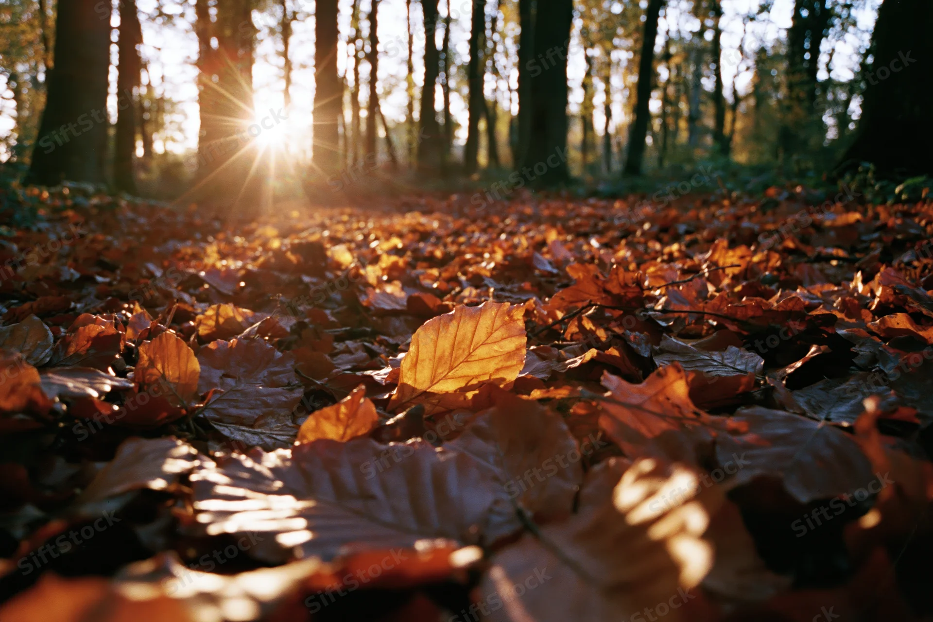 Forest floor covered in fallen autumn leaves with sunlight filtering through trees