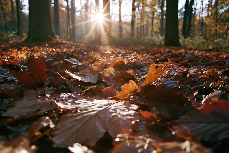 Forest floor covered in autumn leaves shot from the ground