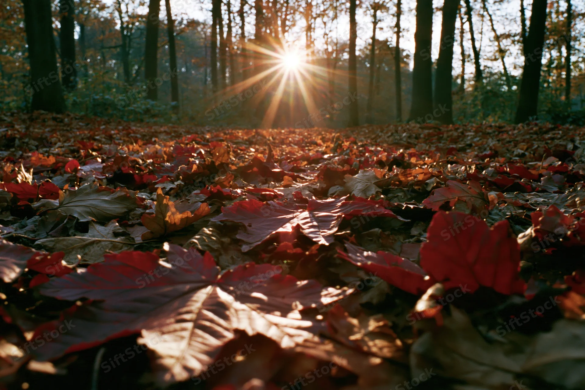 Forest floor covered in fallen autumn leaves with sunlight filtering through trees