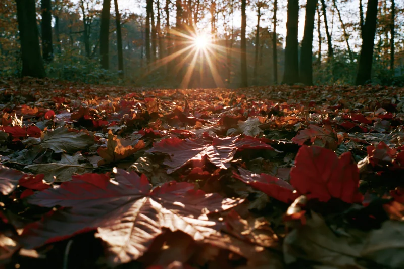 Forest floor covered in fallen autumn leaves with sunlight filtering through trees