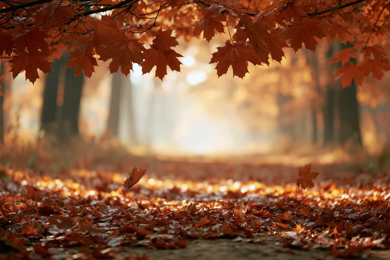 Forest path carpeted in fallen maple leaves with sunlight filtering through canopy