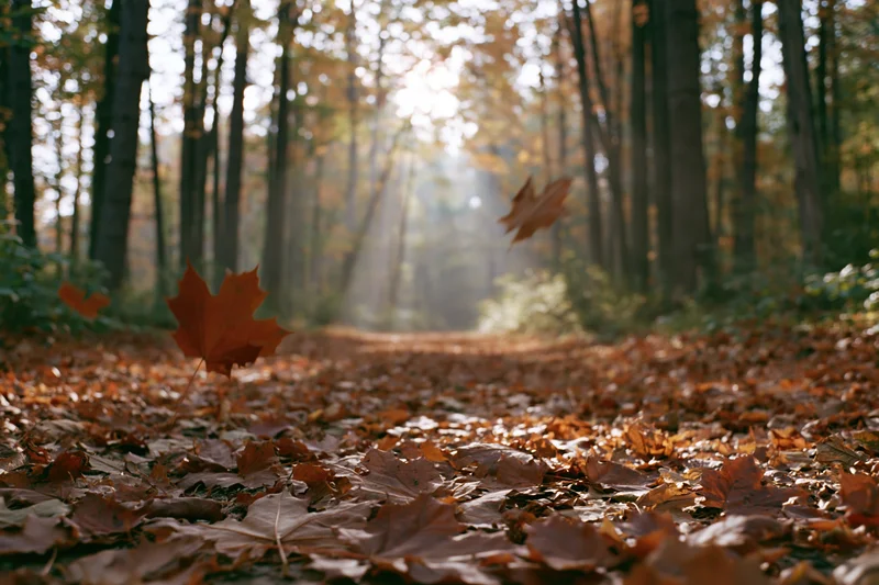 Forest path carpeted in fallen maple leaves with sunlight filtering through trees