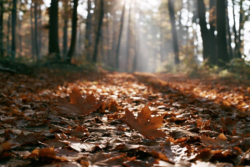 Forest path covered in fallen maple leaves with sunlight filtering through trees