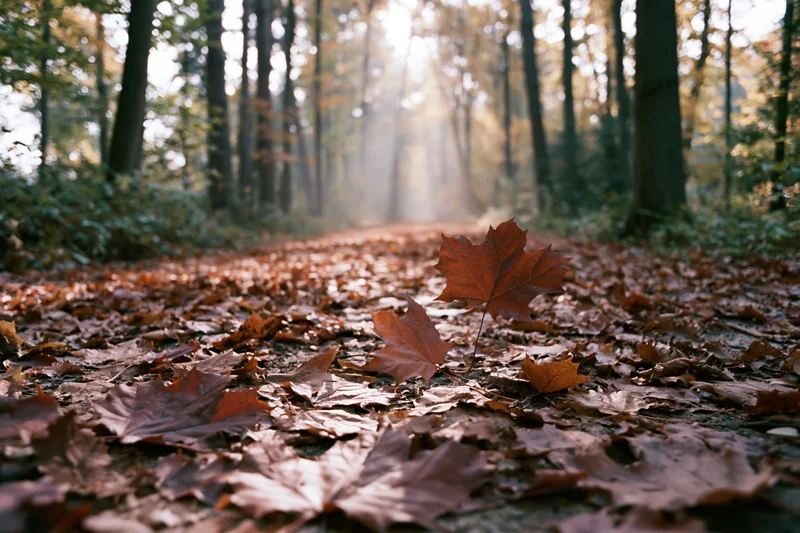 Forest path covered in fallen maple leaves with sunlight filtering through trees