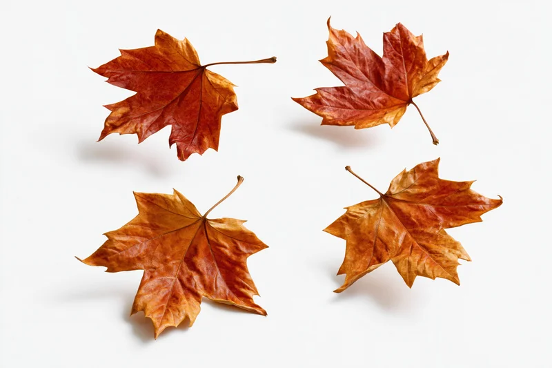 Four dried maple leaves arranged in a grid on a white background