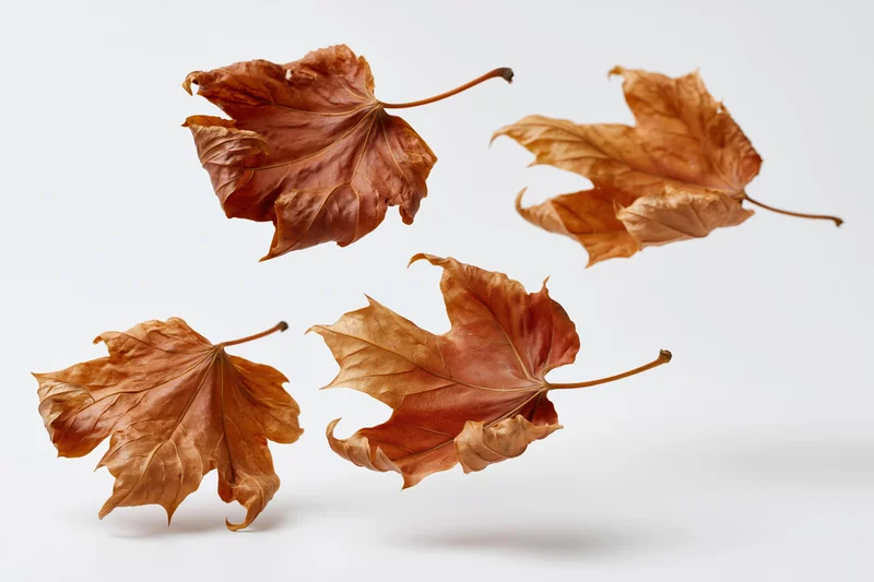 Four dried maple leaves floating in midair against a white background