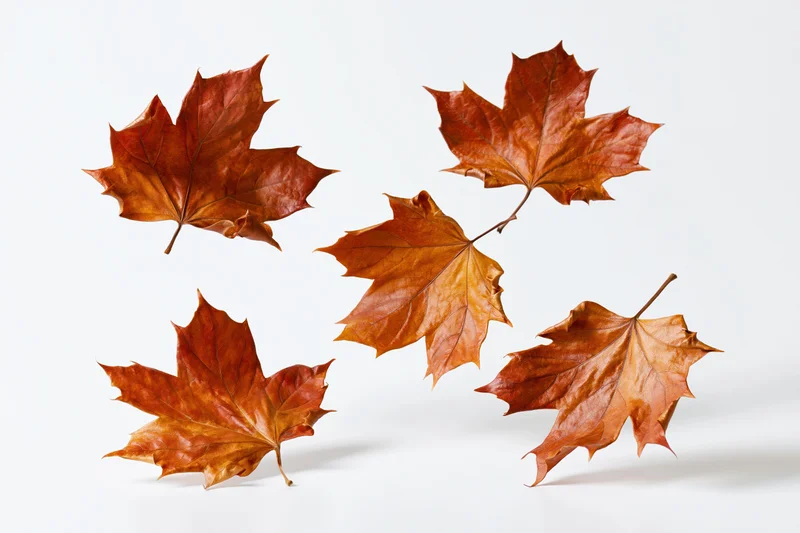 Dried maple leaves arranged in a grid layout on a white background