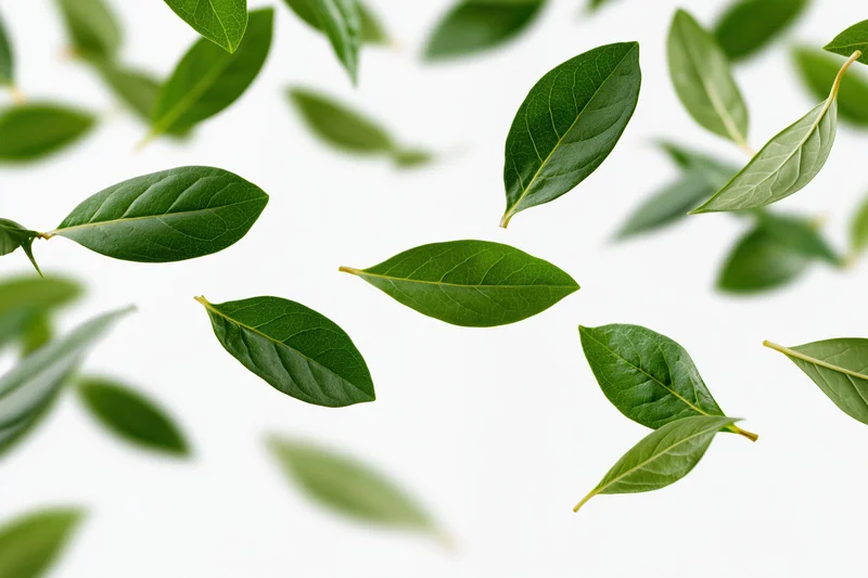 Green leaves floating and scattered against a white background