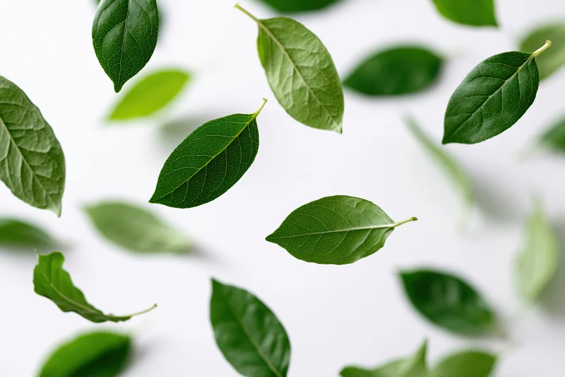Green leaves floating and scattered against a white background