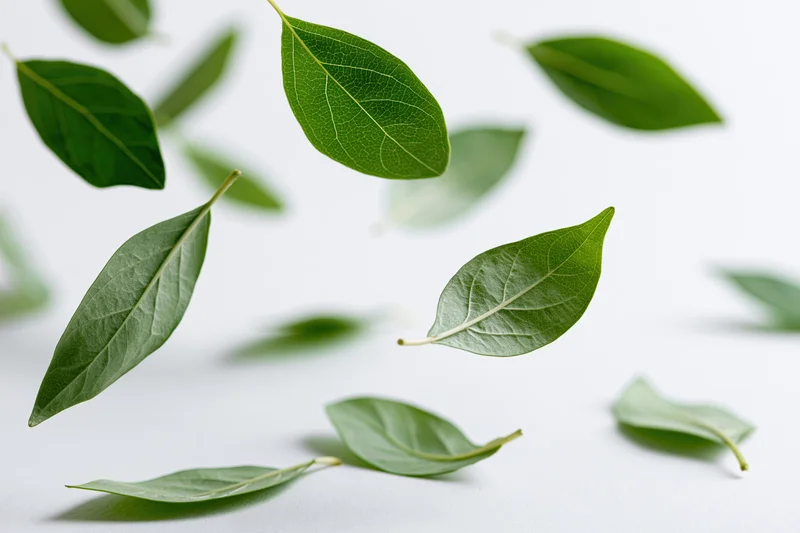 Green leaves floating and scattered on a white surface