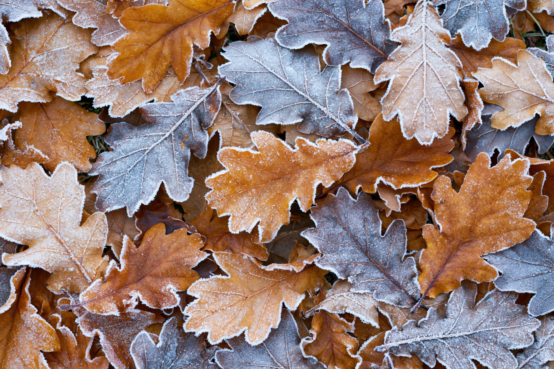 Frost-coated oak leaves scattered densely on the ground in autumn