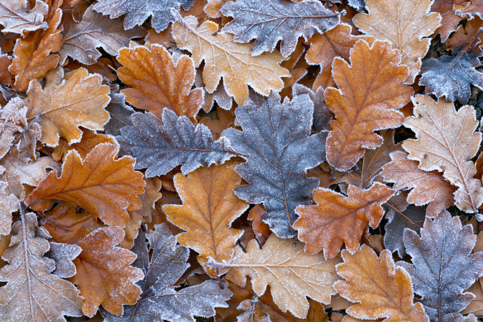 Frost-coated oak leaves scattered densely on the ground in autumn