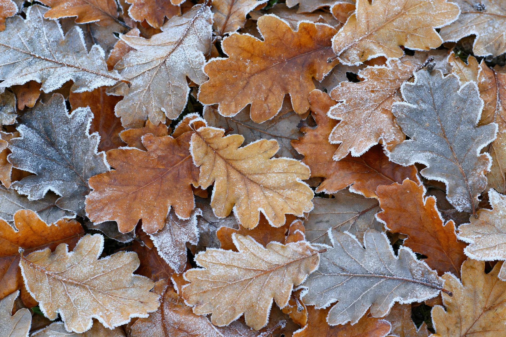 Frost-coated oak leaves scattered densely on the ground in autumn