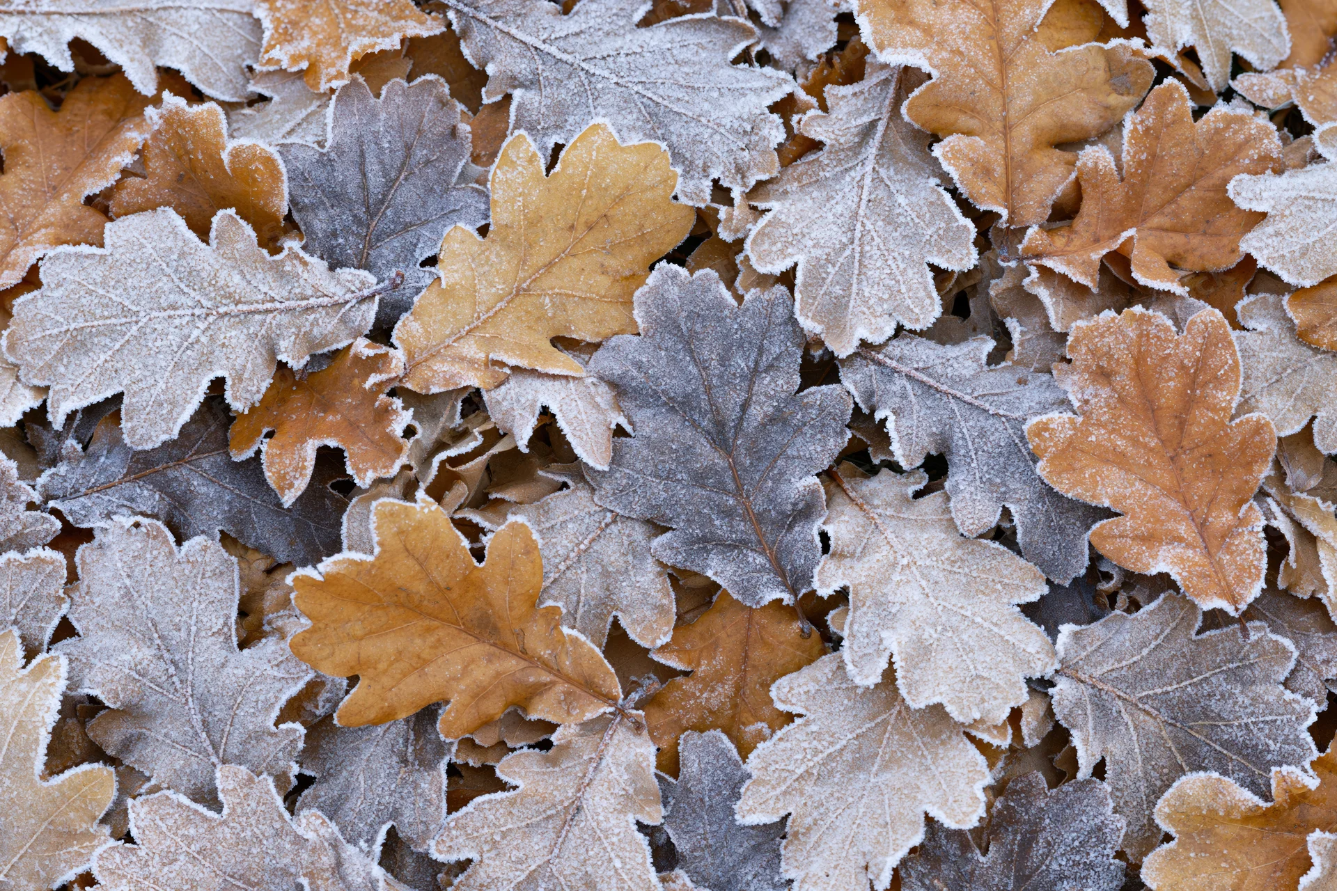 Frost-coated oak leaves scattered densely on the ground in autumn