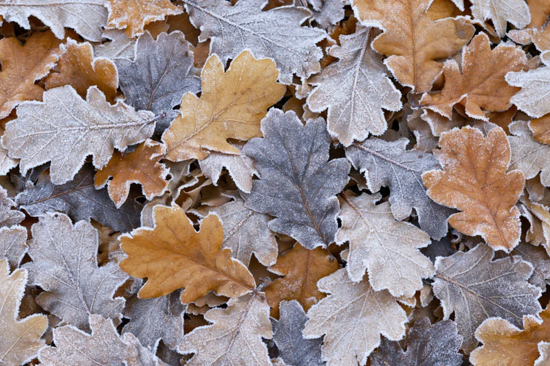 Frost-coated oak leaves scattered densely on the ground in autumn