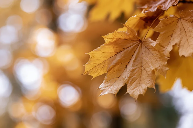 Golden maple leaf in sharp focus on right side with blurred autumn foliage background
