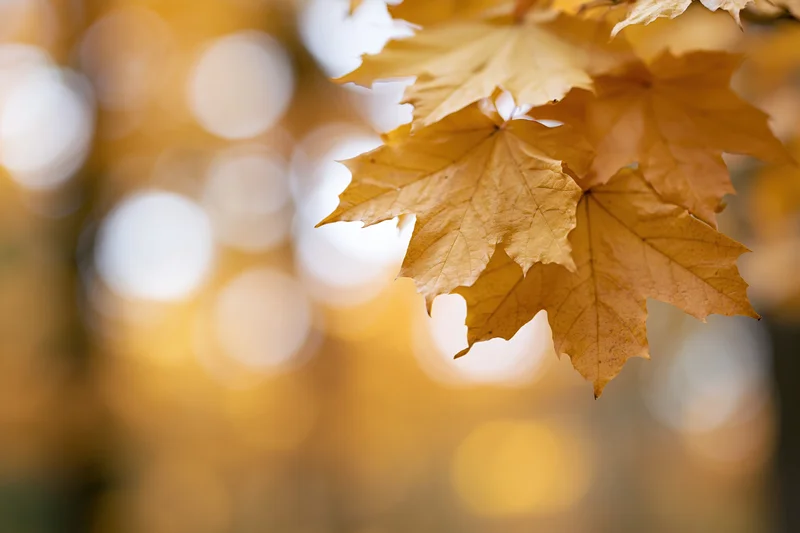 Golden maple leaves in sharp focus along the right edge with blurred autumn foliage background