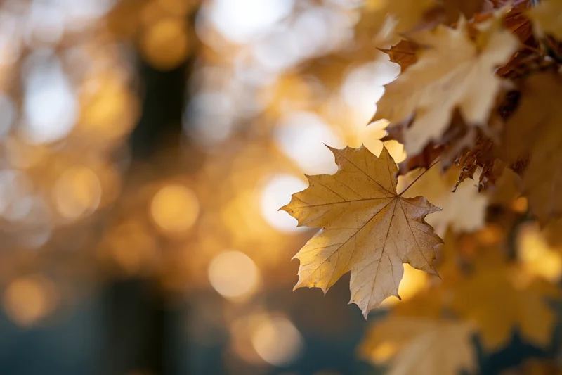 Golden maple leaf in sharp focus on right edge with blurred autumn foliage and bokeh background