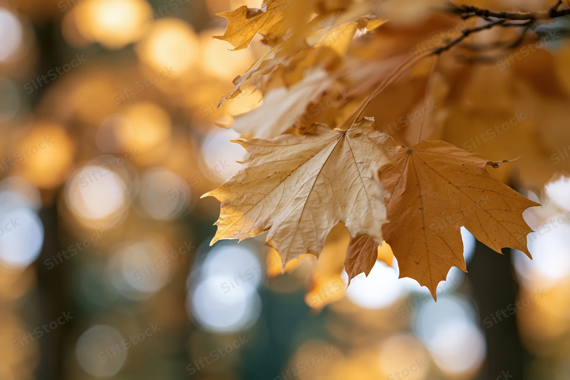 Golden maple leaves in sharp focus on a branch with blurred autumn background