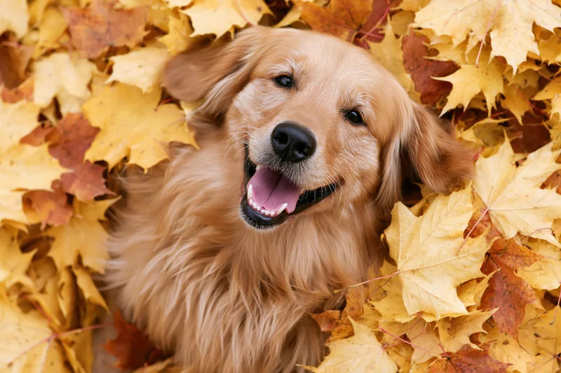 Golden retriever lying in a pile of fallen autumn leaves, smiling with mouth open