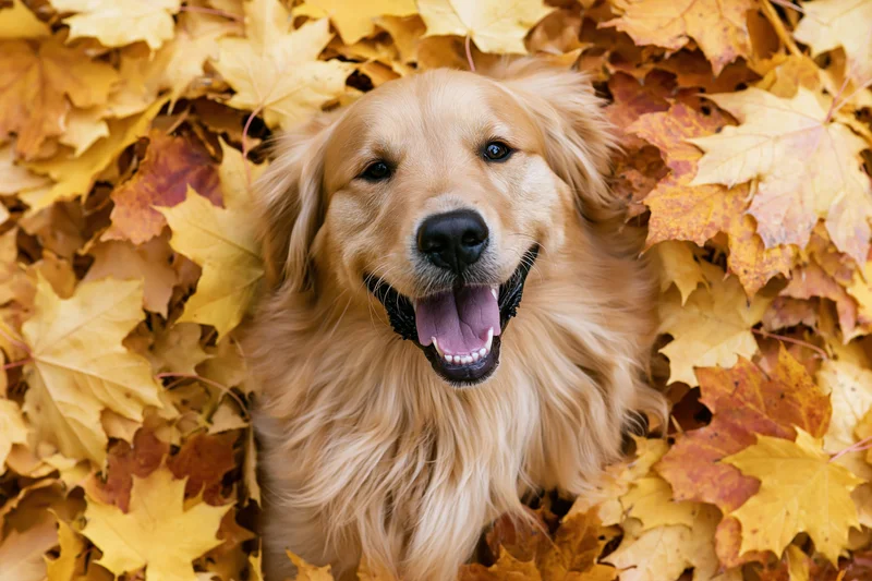 Golden retriever lying in a pile of fallen autumn maple leaves, smiling with tongue out
