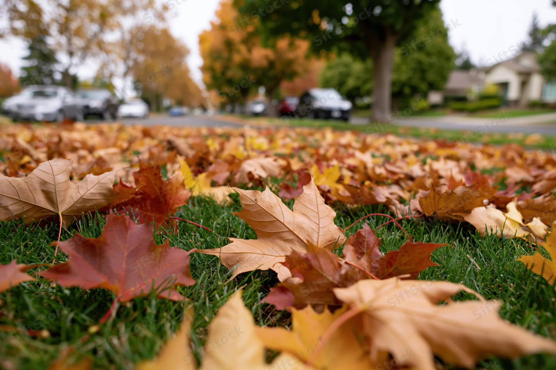 Fallen maple leaves scattered across a green lawn in a suburban yard with trees and parked cars in the background