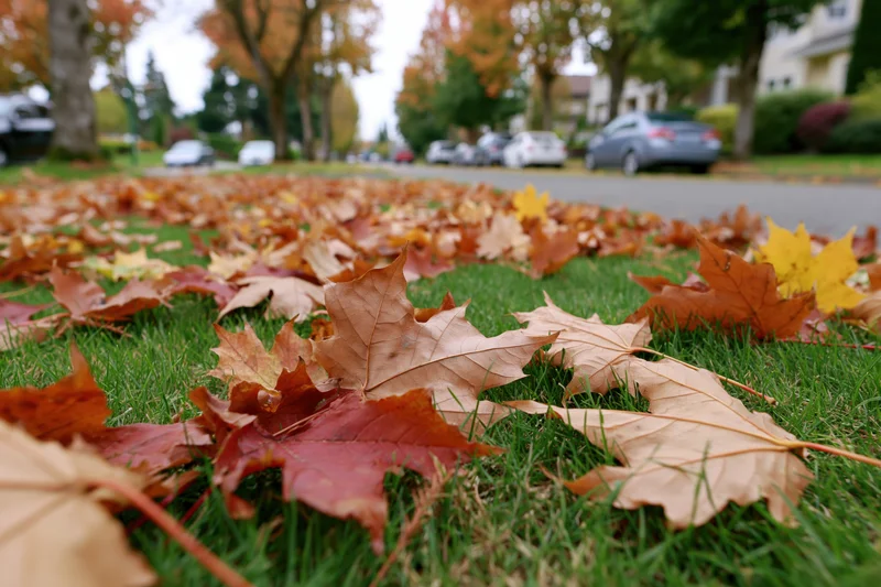 Fallen autumn maple leaves scattered across green grass in a suburban yard near a street with parked cars