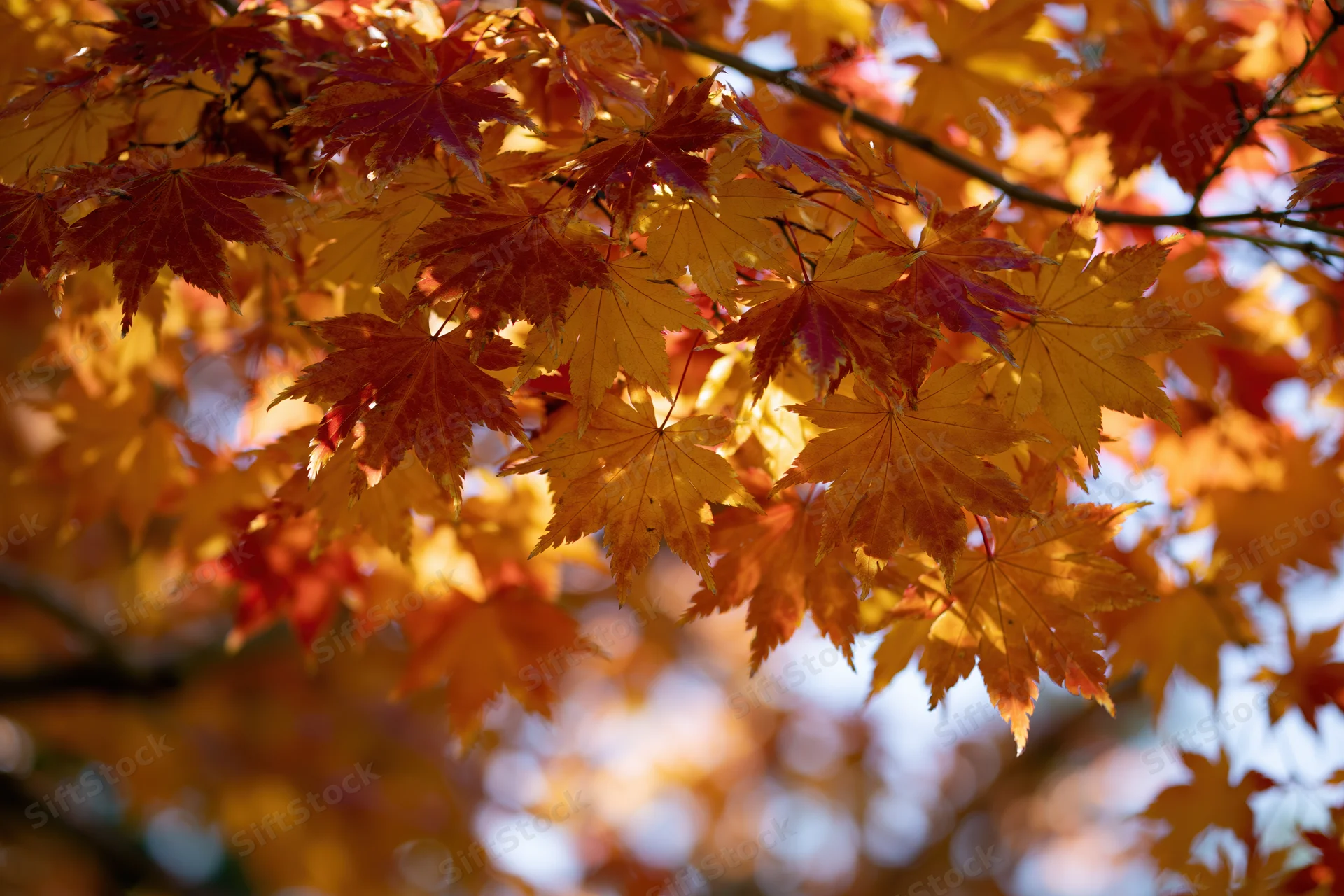 Japanese maple branches densely covered in autumn leaves fill the frame with vibrant orange, red and yellow foliage against a soft blue sky backdrop