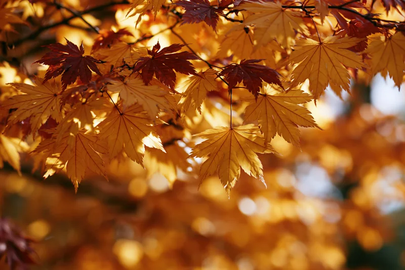 Japanese maple branches densely covered in autumn leaves backlit by sunlight, creating warm bokeh in the background