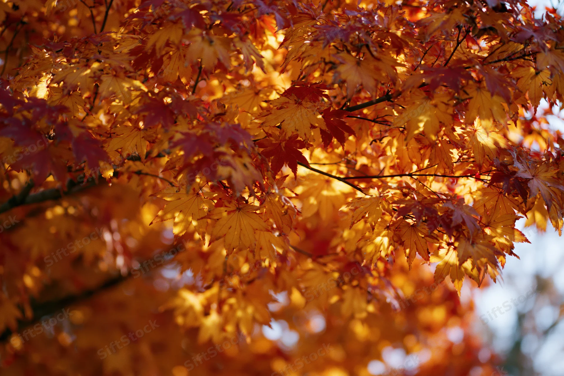 Japanese maple branches densely covered in autumn leaves backlit by sunlight in a garden setting