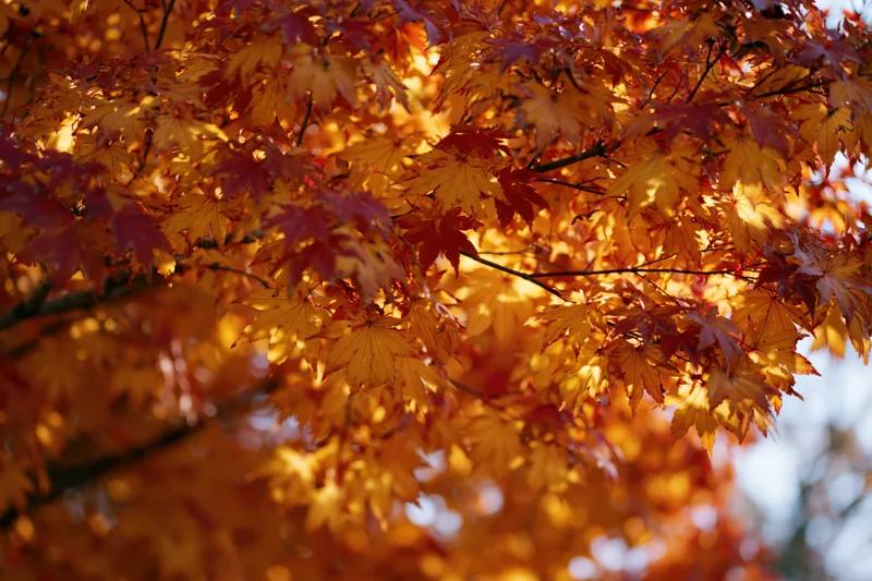 Japanese maple branches densely covered in autumn leaves backlit by sunlight in a garden setting