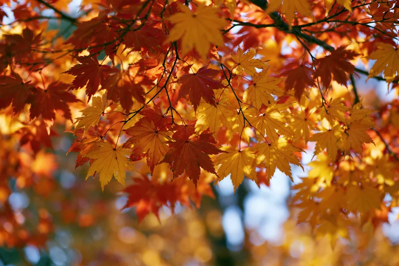 Japanese maple branches densely covered in autumn leaves filling the frame with vibrant orange and yellow foliage against a soft blue sky background
