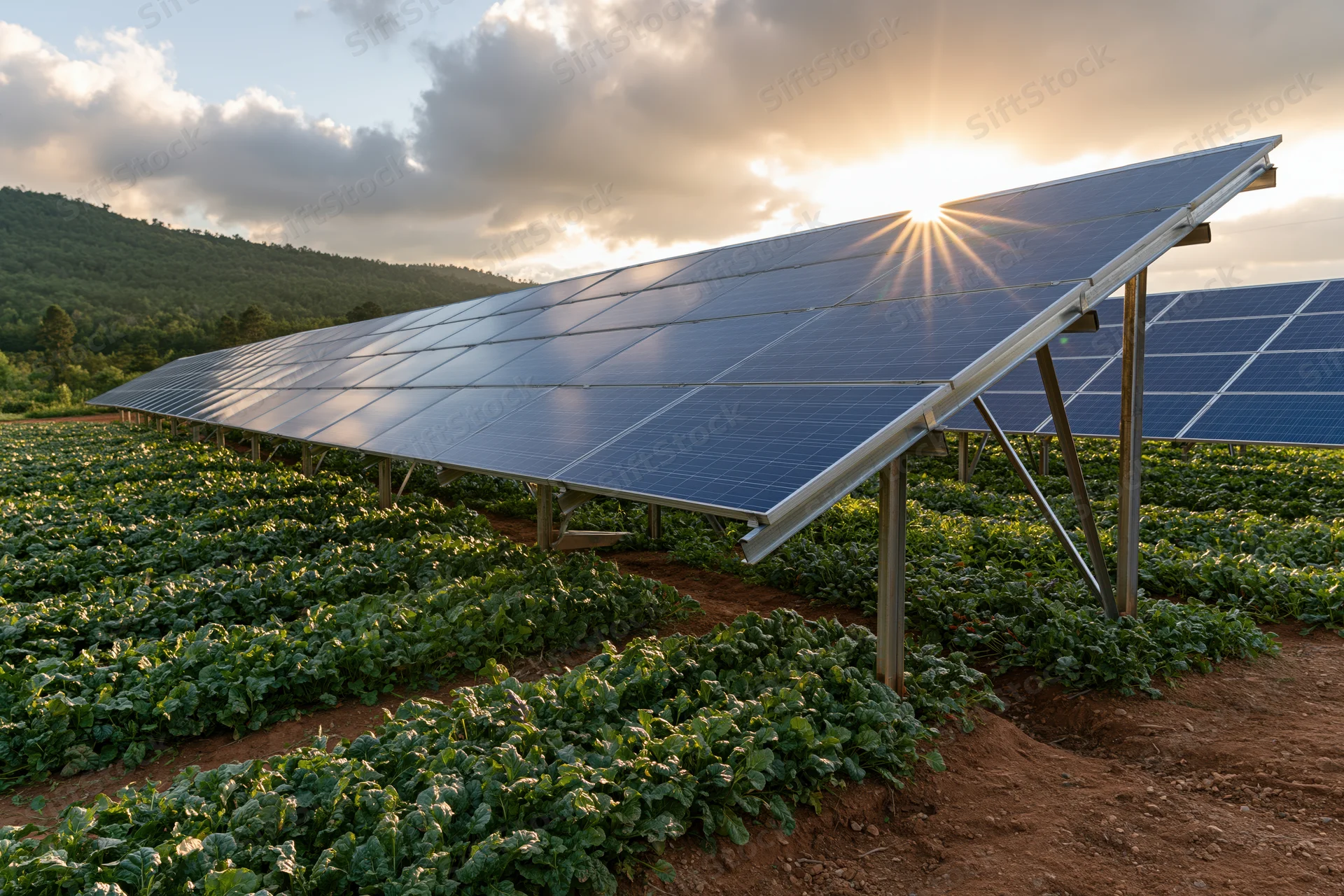 Elevated solar panel array over rows of green crops in a rural field