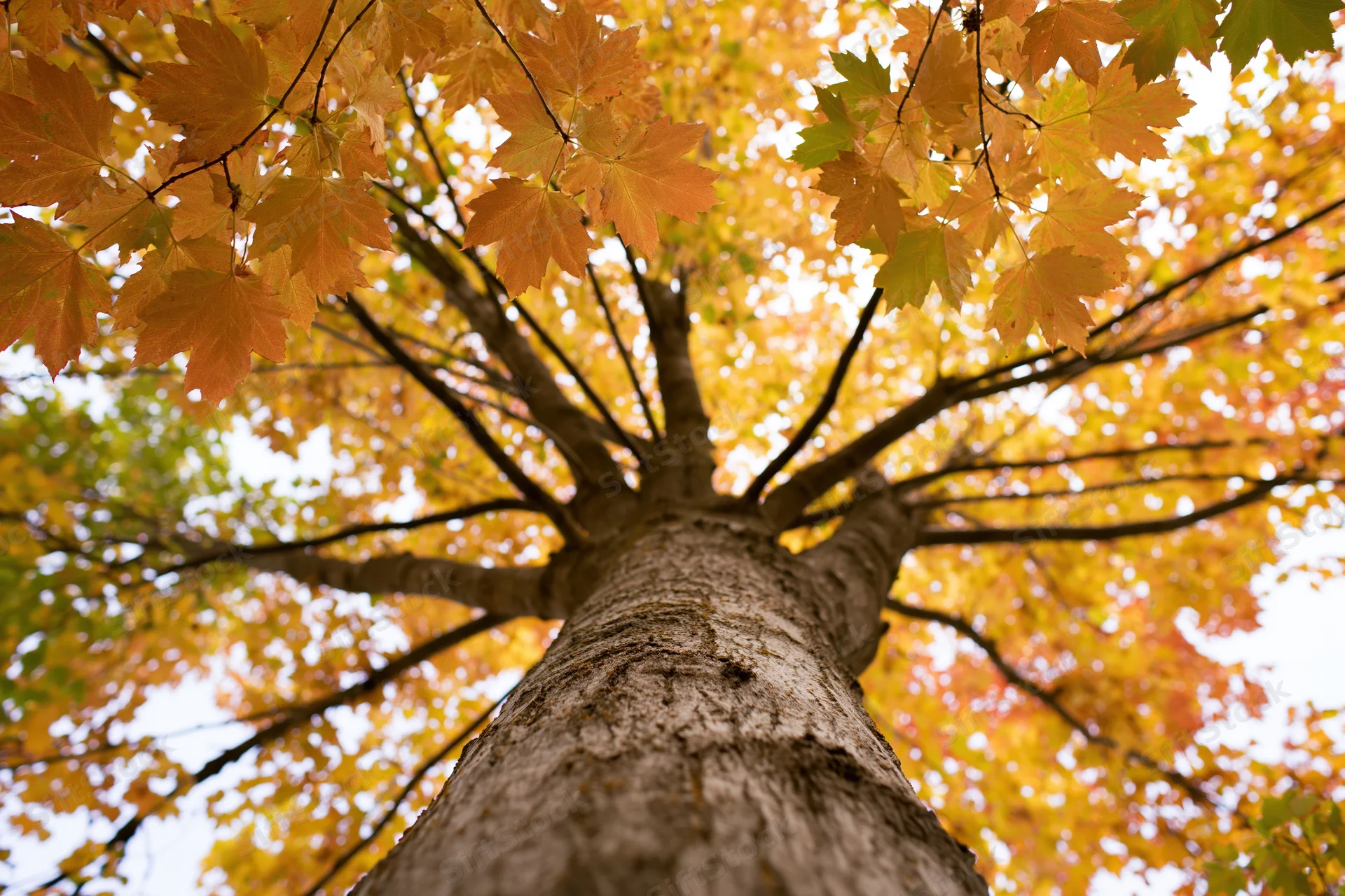 Upward view of a large maple tree trunk with autumn leaves forming a canopy against the sky