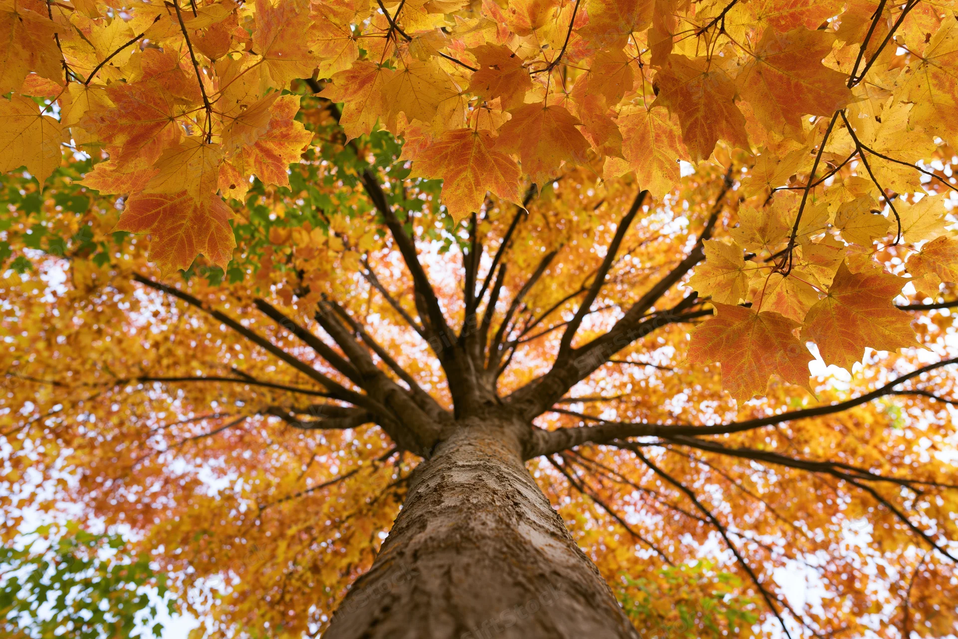 Looking up the trunk of a large maple tree into its autumn canopy of orange and yellow leaves
