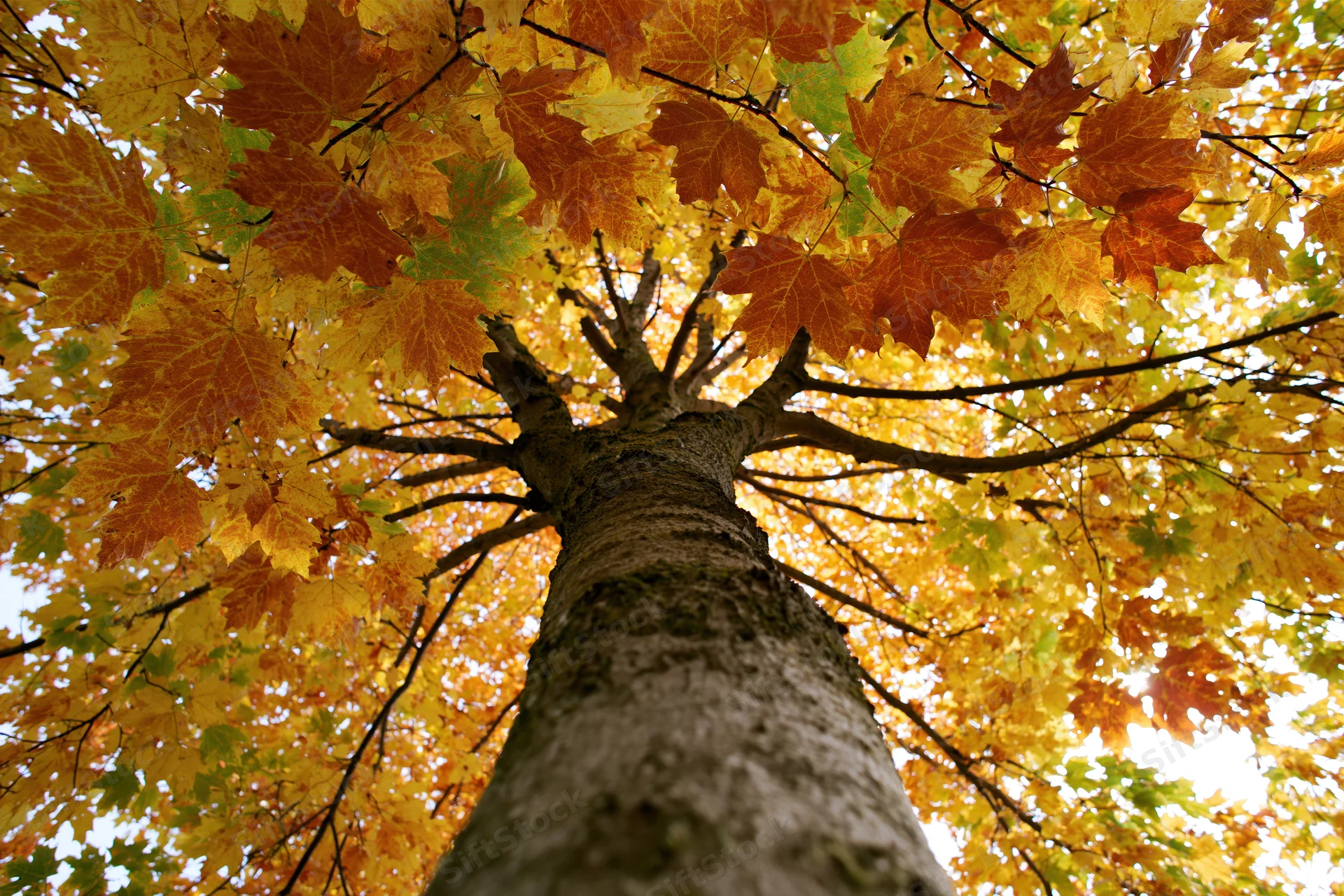 Looking up the trunk of a large maple tree into its autumn canopy of orange and yellow leaves