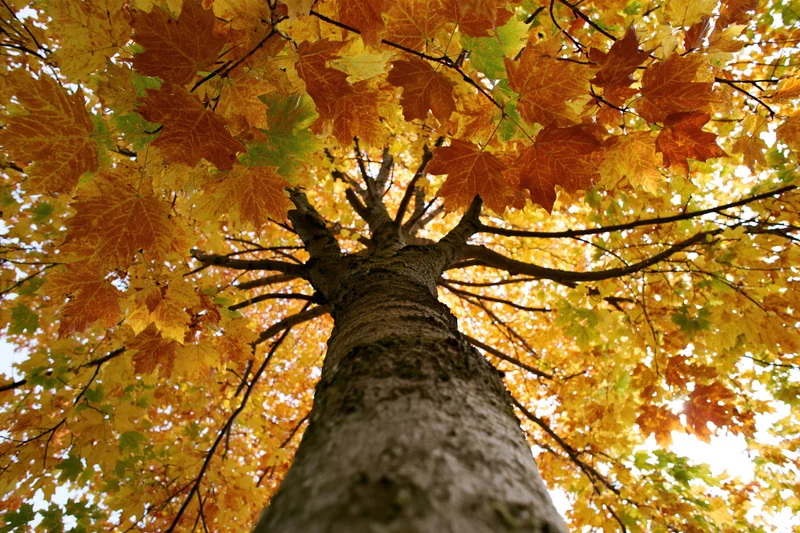 Looking up the trunk of a large maple tree into its autumn canopy of orange and yellow leaves