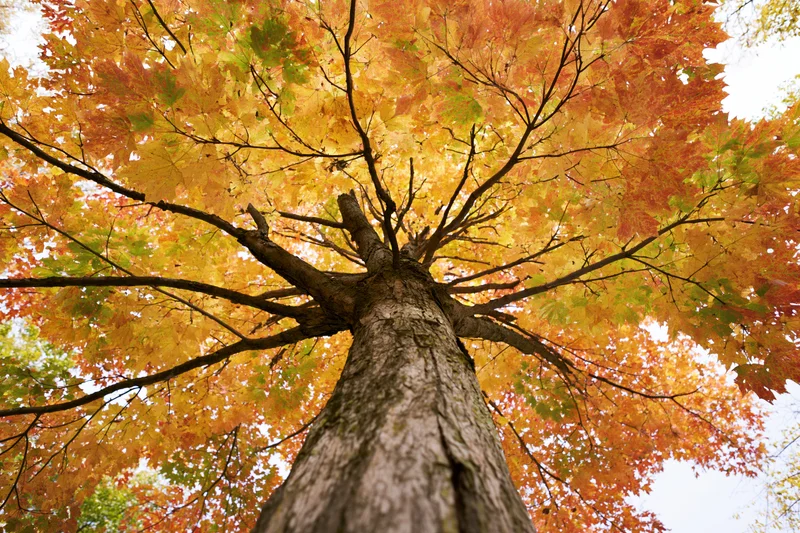 Upward view of a large deciduous tree trunk with autumn foliage spreading into the sky
