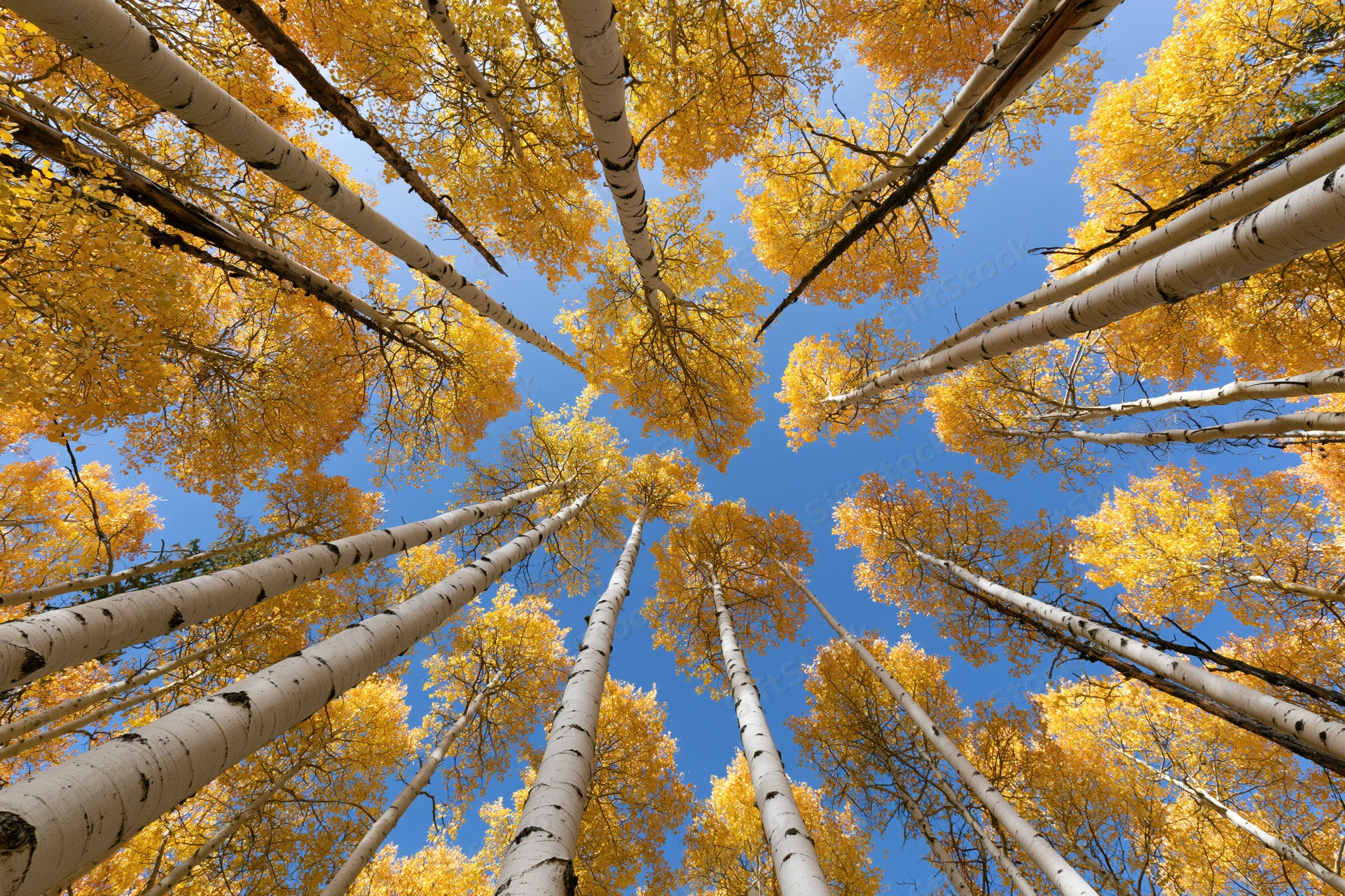 Upward view through a dense grove of aspen trees with yellow autumn foliage against a clear blue sky
