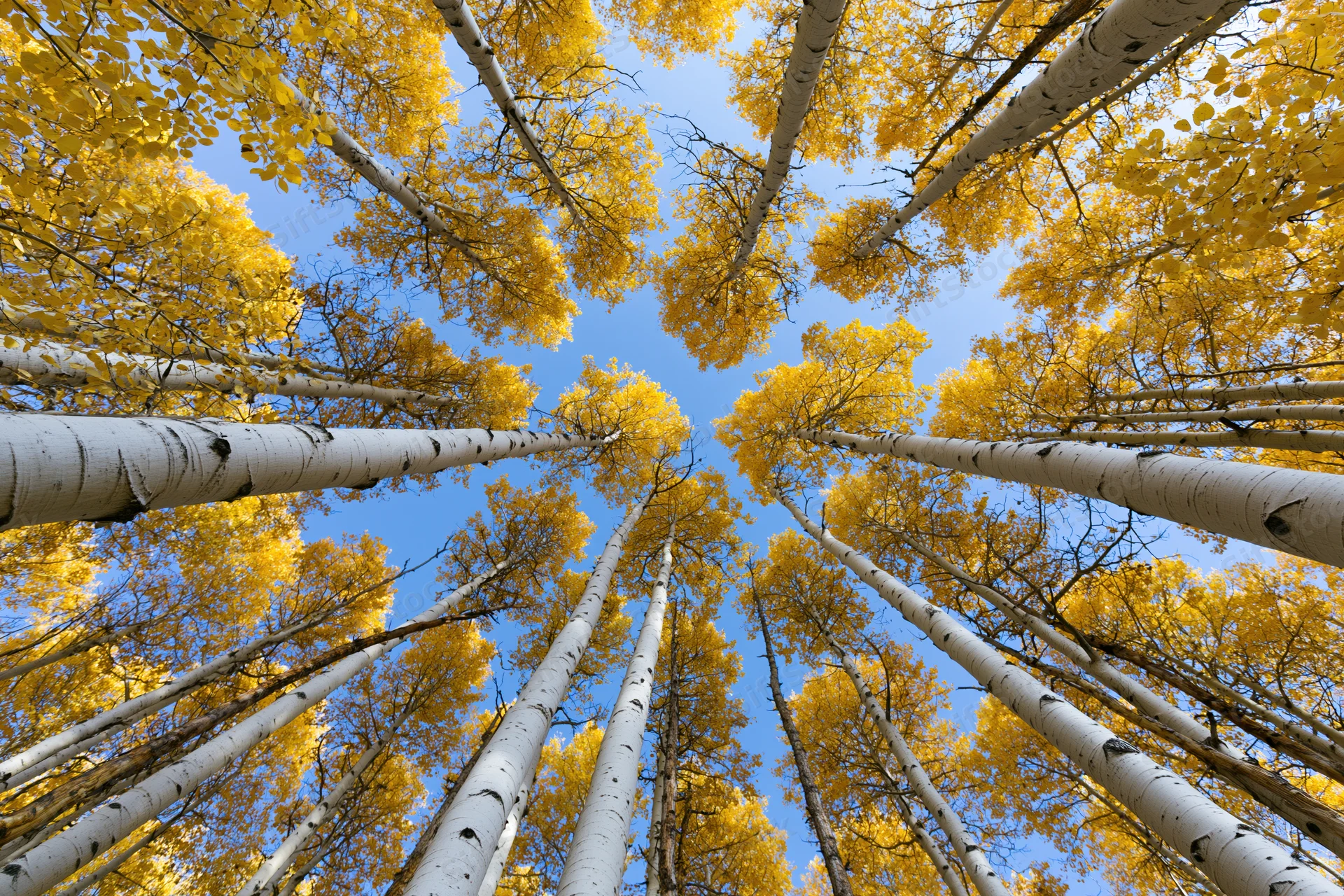 Upward view through a dense grove of aspen trees with yellow autumn foliage against a clear blue sky
