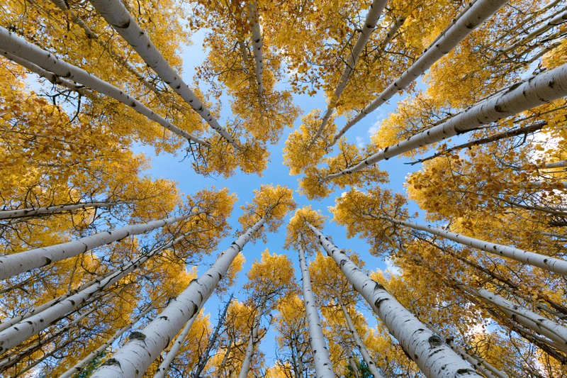 Upward view through a dense grove of aspen trees with yellow autumn leaves against a blue sky